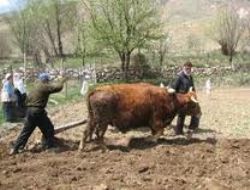 Karasaban tarih oldu